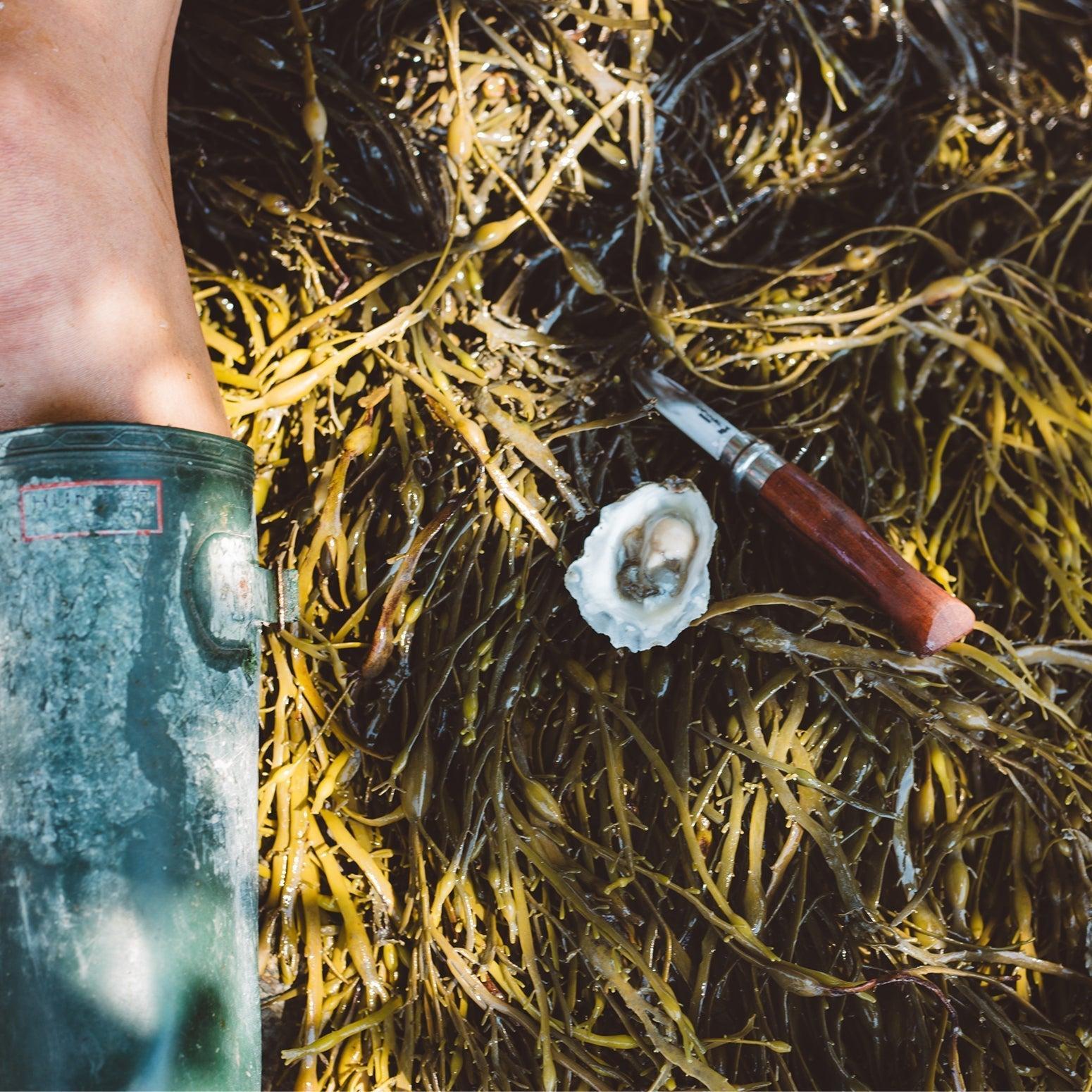 Oysters on the Half-Shell with Long Cove Sea Farm-OPINEL USA