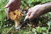 No.08 Mushroom Knife - Oak Wood Handle with Sheath-OPINEL USA