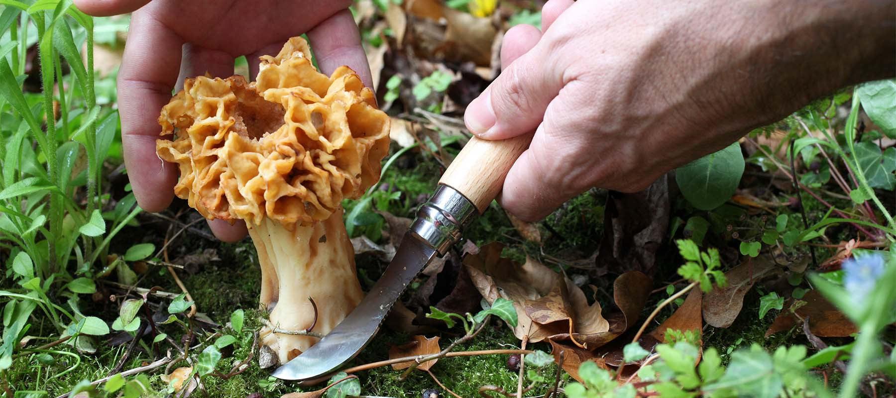 For the Forager