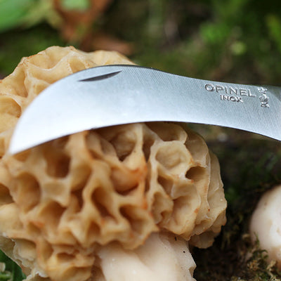 No.08 Mushroom Knife Oak Wood Handle Brush and Sheath