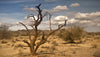Arizona Ironwood