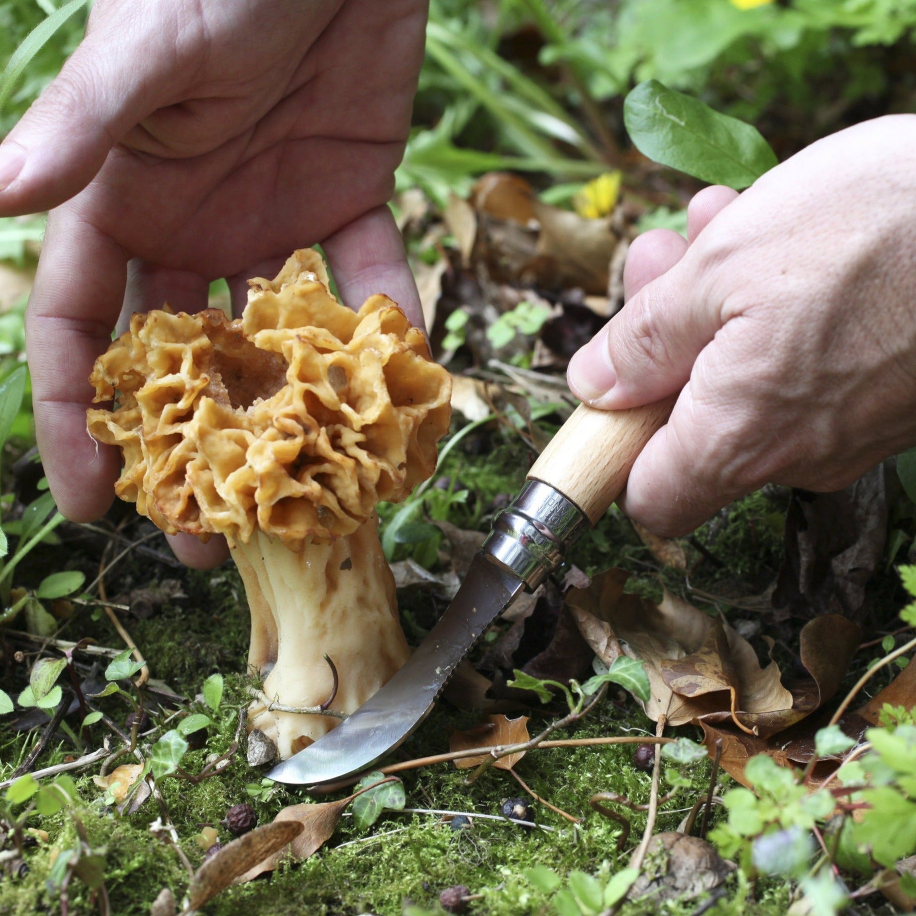 Opinel #8 Mushroom Knife