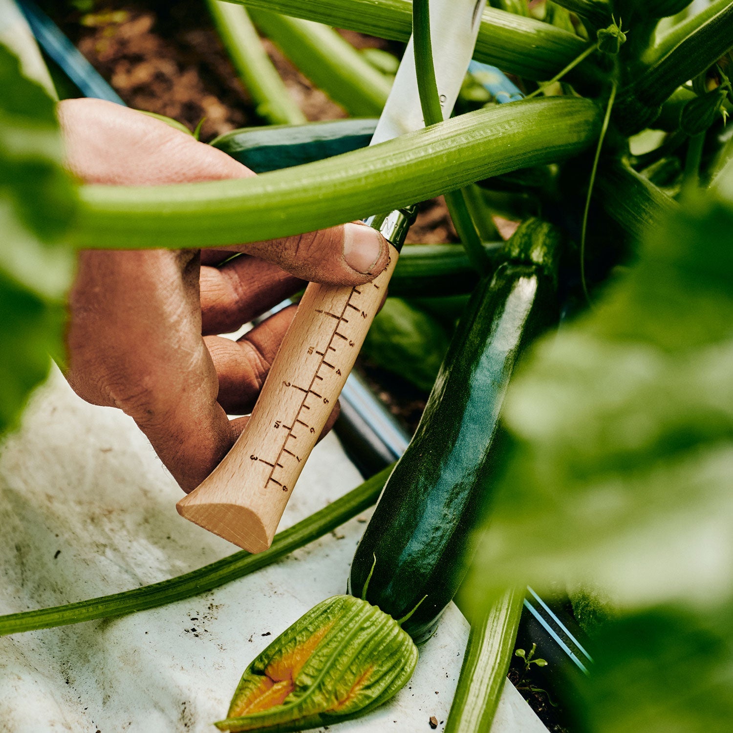 Opinel x Growers & Co. Limited Edition No.10 Harvest Knife-OPINEL USA
